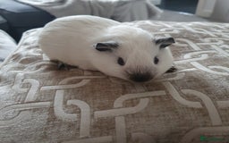 Guinea Pig rodents for sale: White california guinea pig ready to give birth  - Advert 4