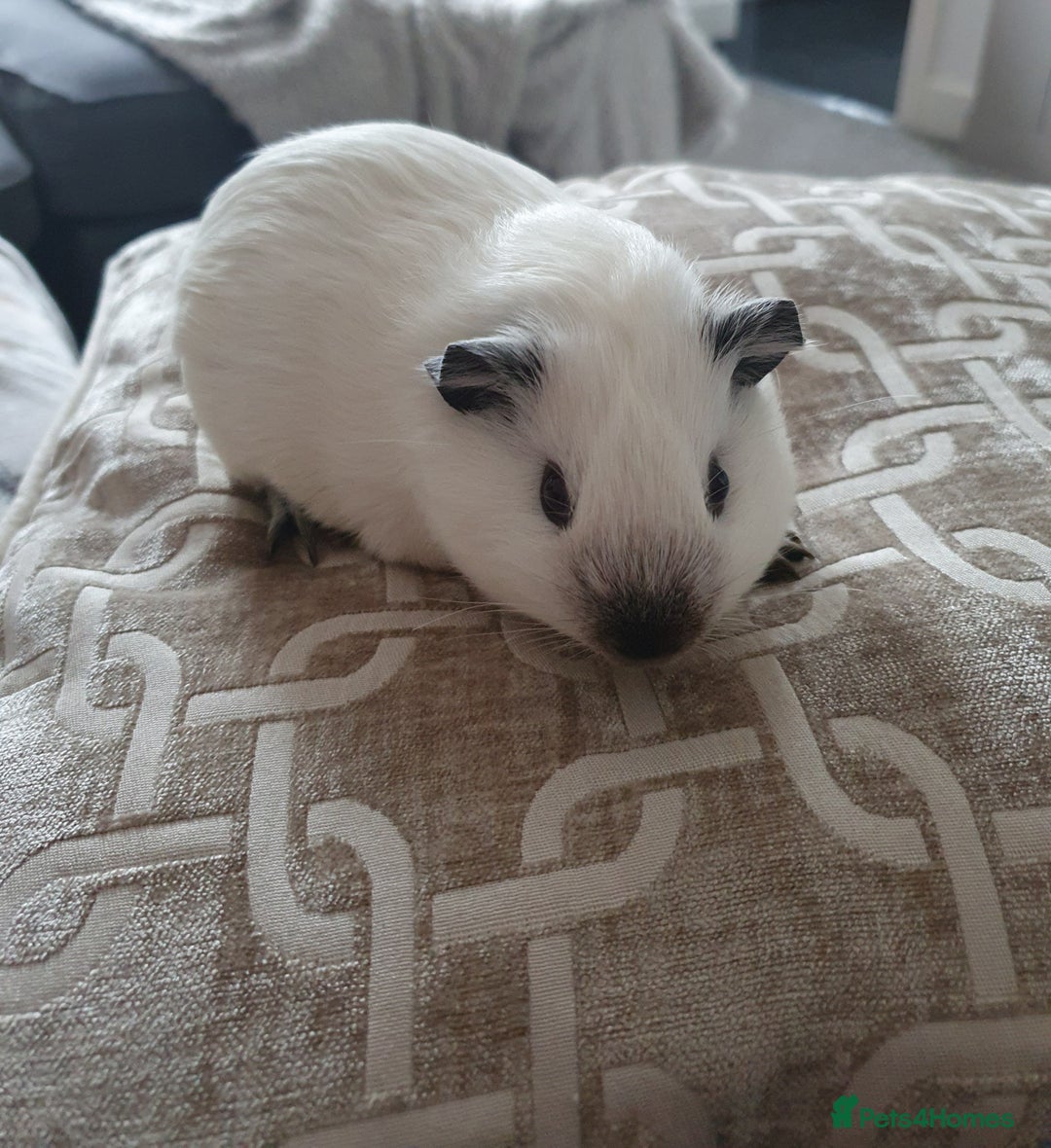 Guinea Pig rodents for sale: White california guinea pig ready to give birth  - Advert 4