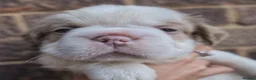 French Bulldog dogs for sale: FLUFFY FRENCHY:ISABELLA/LILAC/PLATINUM-KC&DNA CERT - Advert 33