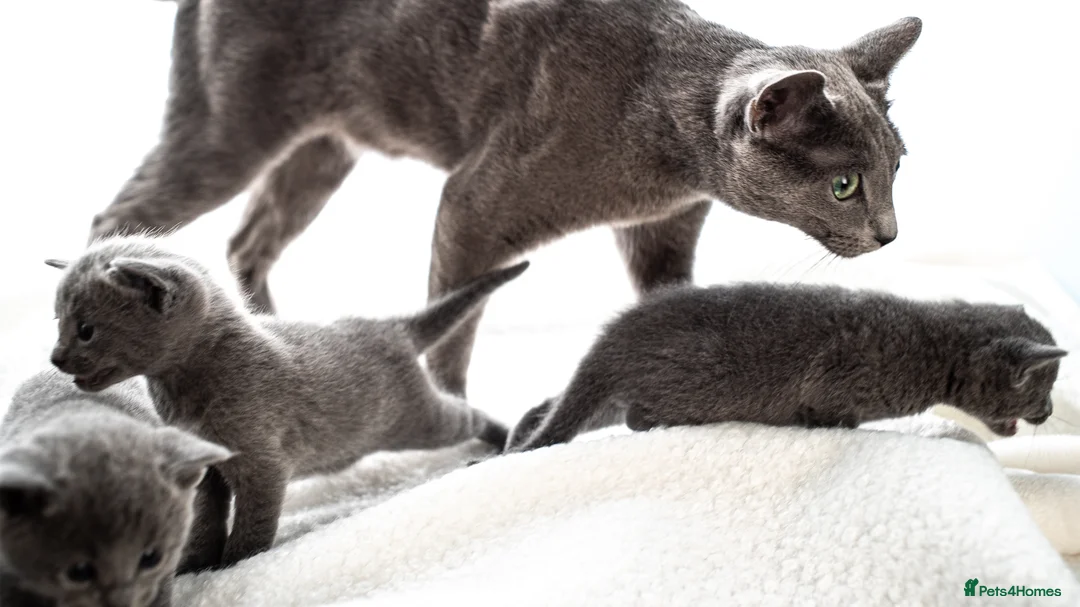 Russian Blue cats for sale: *One Beautiful Russian Blue Male Kitten Left!* - Advert 11