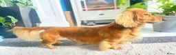 Miniature Dachshund dogs for stud: Daschund Stud  - Advert 4