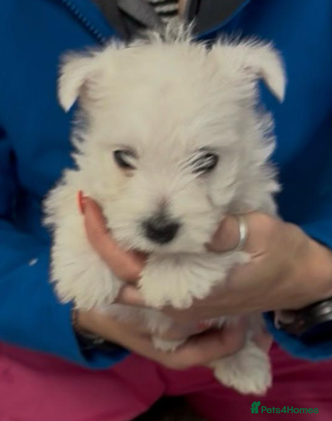 West Highland Terrier dogs for sale: Westdrew Westies - 5 star licensed breeder - Advert 2