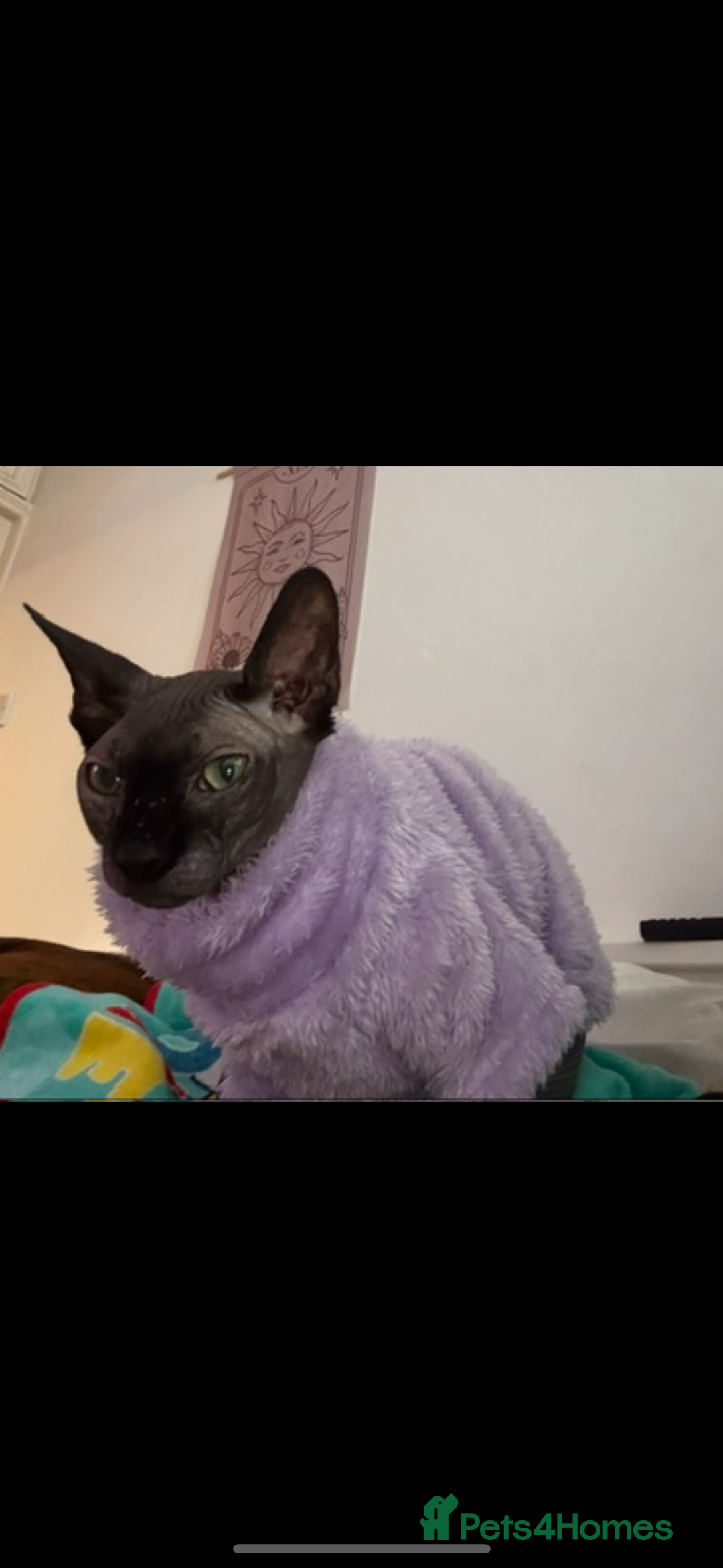 Sphynx cats for sale: Beautiful sweet spynx  - Advert 3