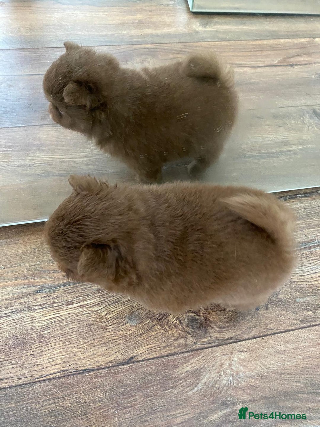Pomeranian dogs for sale: GORGEOUS POMERANIAN PUPPIES  - Image 4