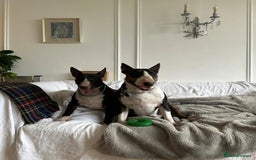 English Bull Terrier dogs for sale: Champion line EBT Puppies - Image 5