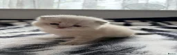 British Shorthair cats for sale: British shorthair  - Advert 6