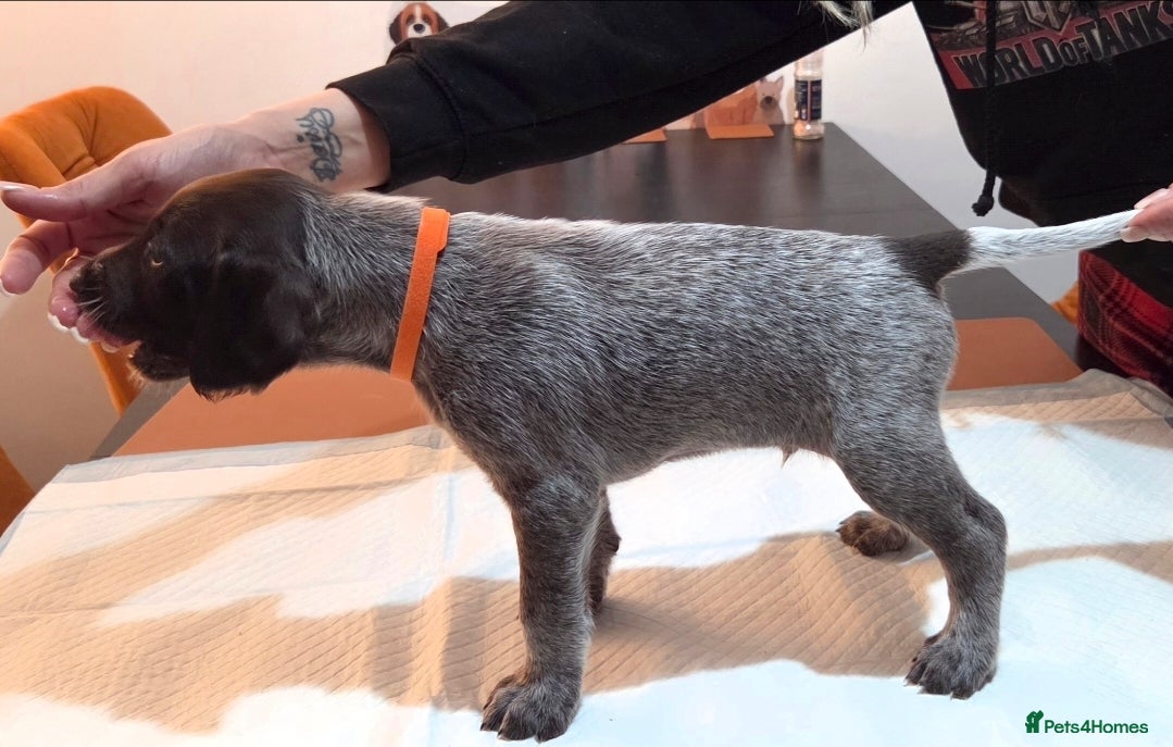 German Wirehaired Pointer dogs German Pointer GWP Puppies not GSP - Advert 10