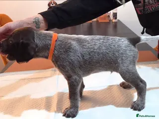 German Wirehaired Pointer dogs German Pointer GWP Puppies not GSP - Advert 10