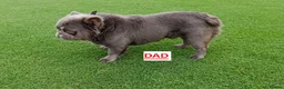 French Bulldog dogs for sale: Fluffy French Bulldog Pups - Advert 6