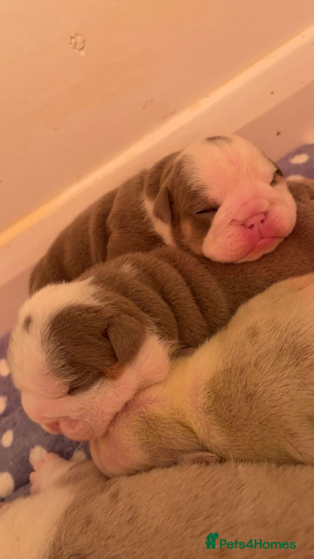 English Bulldog dogs for sale: The most beautiful bulldogs in manny - Advert 8