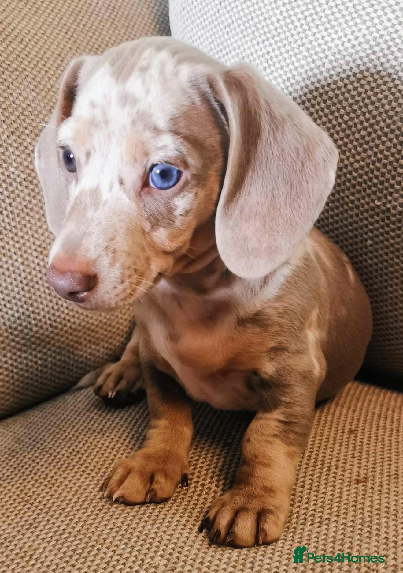 Miniature Dachshund dogs beautiful isabella dapple boy with striking eyes  - Advert 3