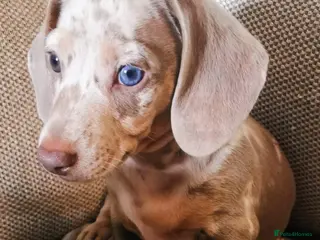 Miniature Dachshund dogs beautiful isabella dapple boy with striking eyes - Advert 3