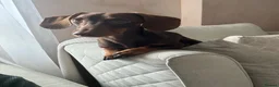 Dachshund dogs for stud: STUD ONLY (not for sale or rehome) - Advert 12