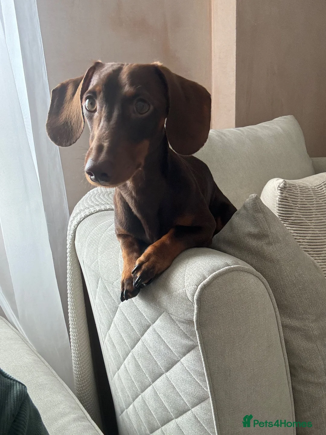 Dachshund dogs for stud: STUD ONLY (not for sale or rehome) - Advert 12