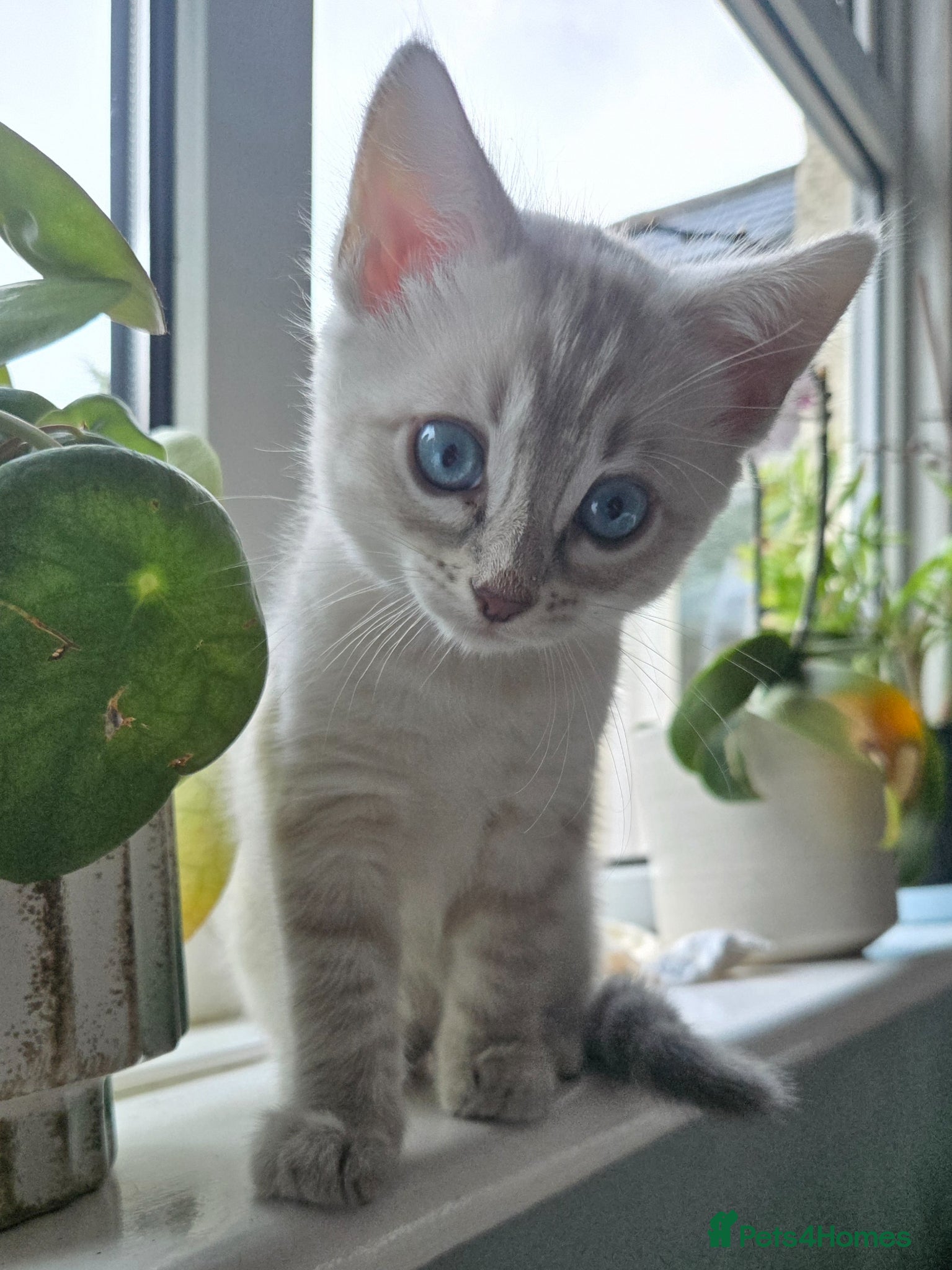 Bengal cats 🌟 LAST 2 !!  Stunning seal lynx (snow) - Advert 10