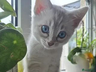 Bengal cats 🌟 LAST 2 !! Stunning seal lynx (snow) - Advert 10
