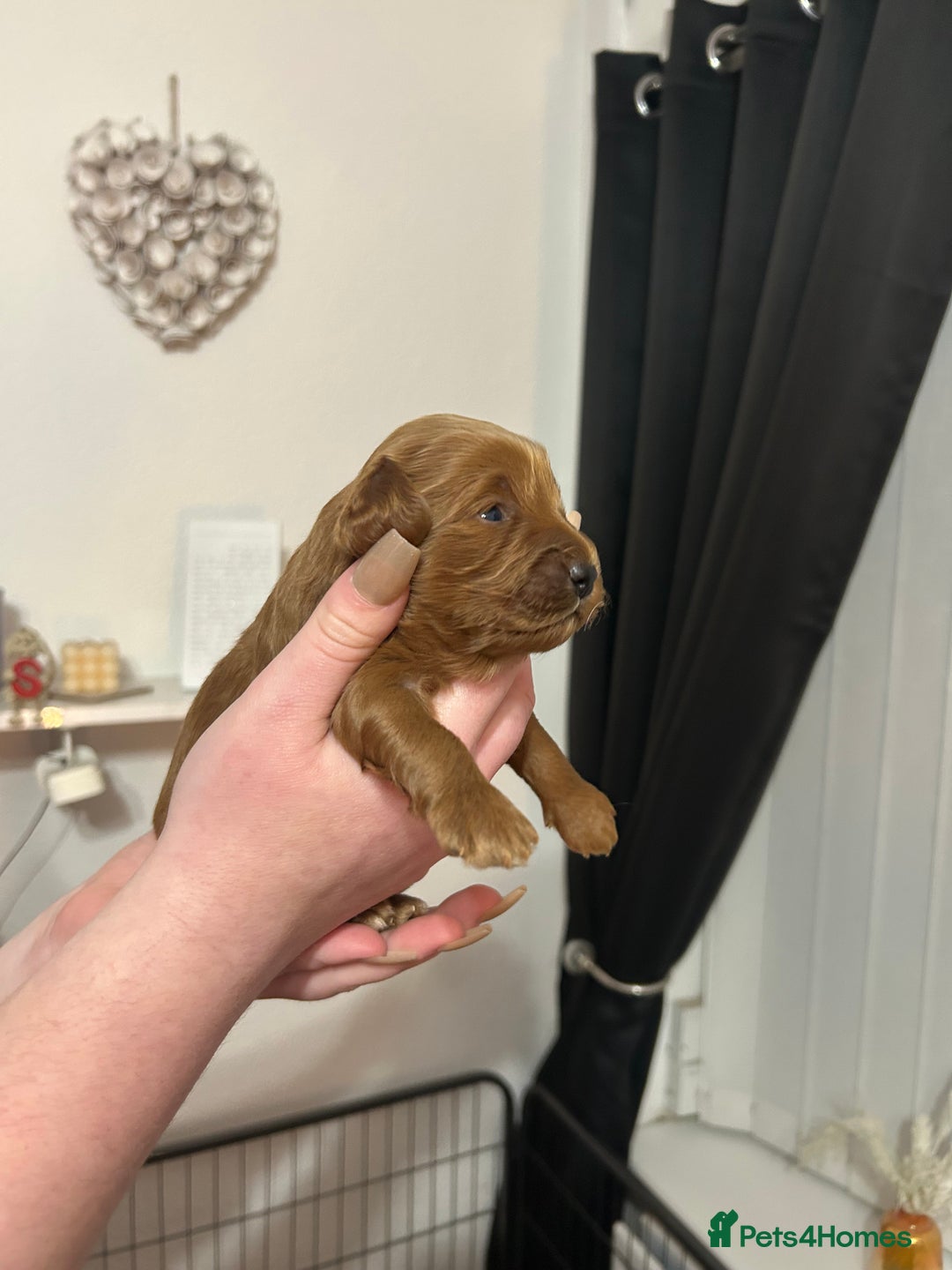 Cavapoochon dogs for sale: Cavapoo puppies  - Advert 6