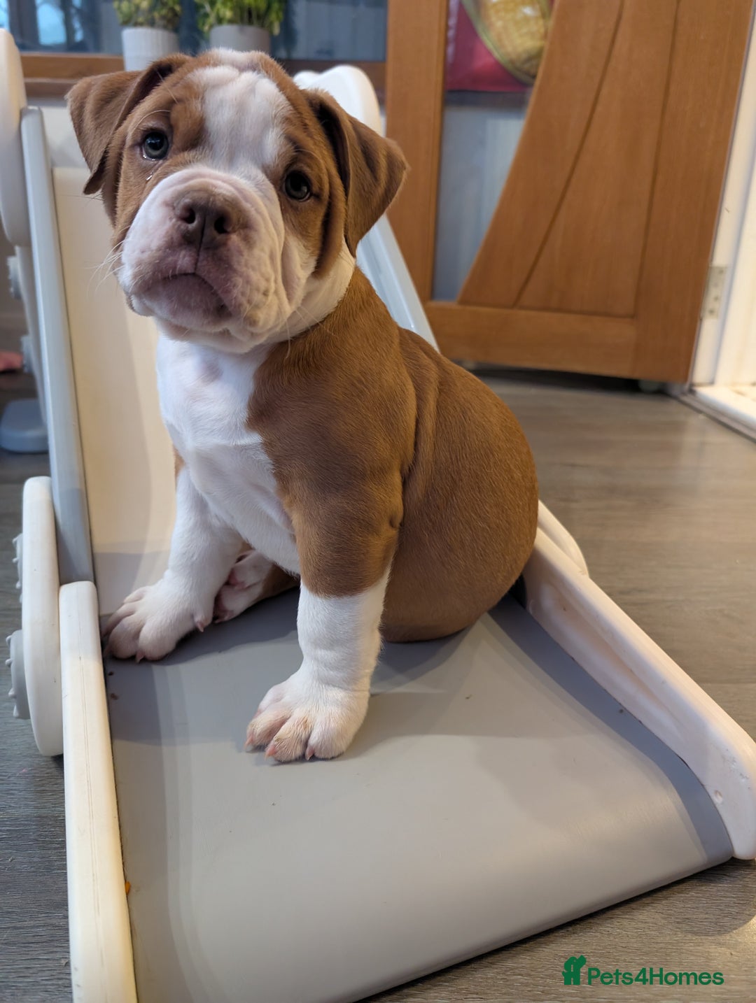 Olde English Bulldogge dogs for sale: 2 females left! - OEB Puppies NEBBR ✅ 3rd Gen - Image 21
