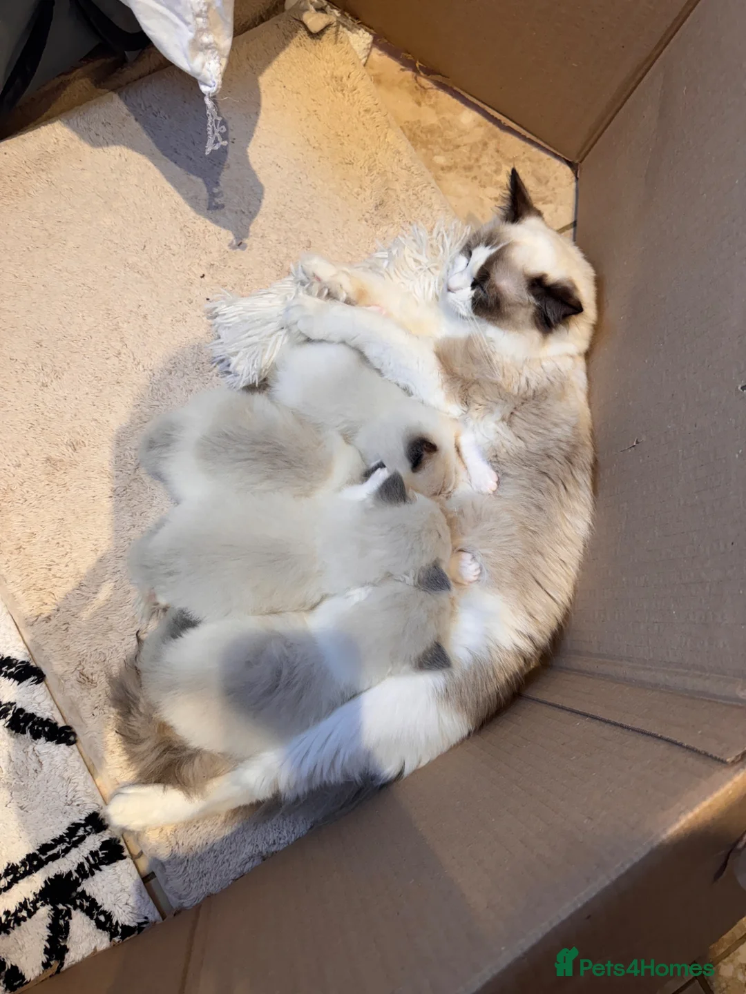 Ragdoll cats for sale: Bicolour ragdoll kittens and mum for sale - Advert 2