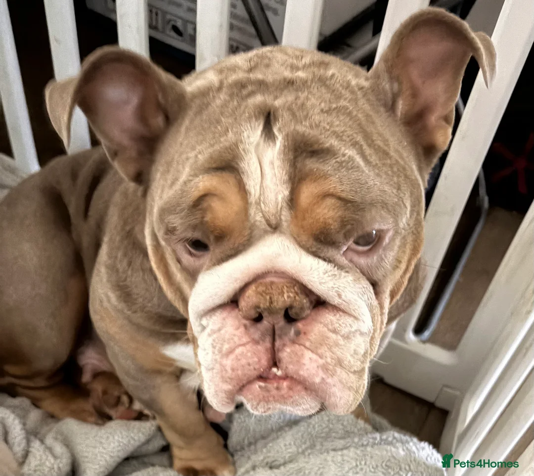 English Bulldog dogs for sale: puppies for sale last 2 girls on near offer  - Advert 19