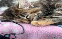 British Longhair cats for sale: Beautiful female kitten (ready now) - Image 2