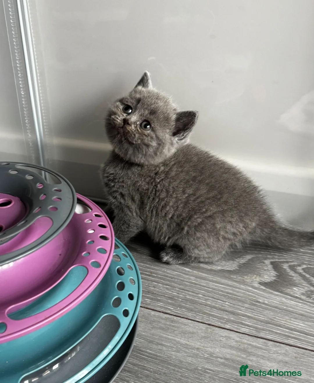 Scottish Fold cats for sale: Beautiful Scottish Kitten, Tica registered - Advert 2