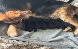 German Shepherd dogs for sale: Last girl German shepherd puppy - Image 3
