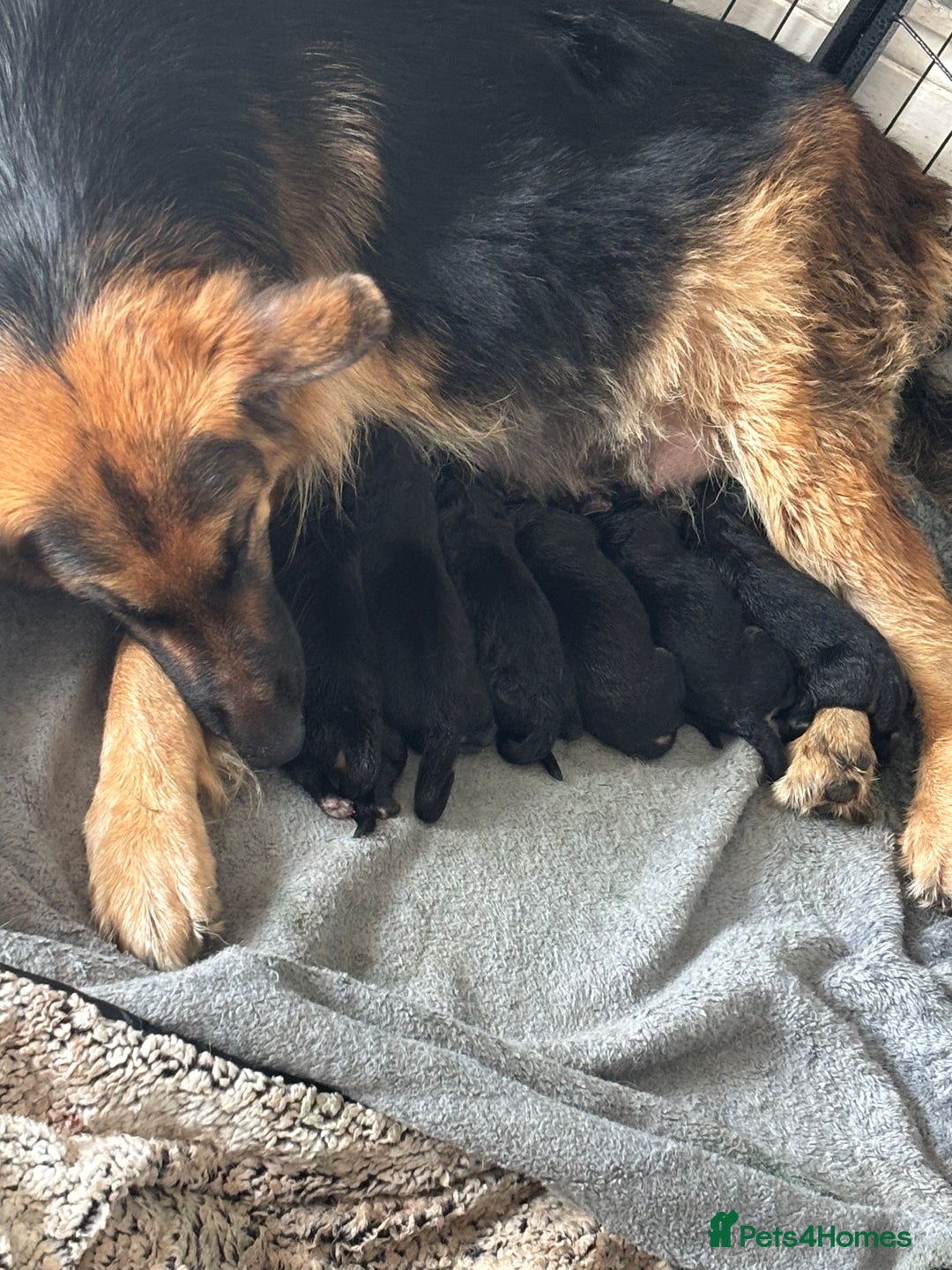 German Shepherd dogs for sale: Last girl German shepherd puppy - Image 3