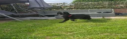 German Shepherd dogs for sale: Young German shepherd bitch  - Advert 1