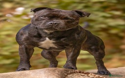 Staffordshire Bull Terrier dogs for stud: 🥨 Top Quality SBT Stud🥨 - Image 5