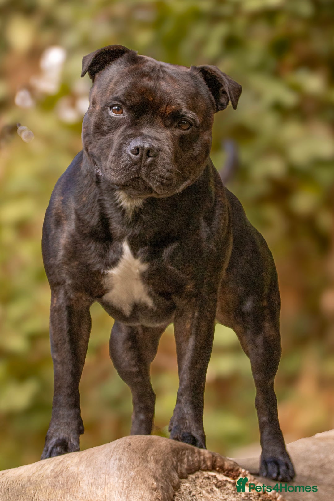 Staffordshire Bull Terrier dogs for stud: 🥨 Top Quality SBT Stud🥨 - Image 5