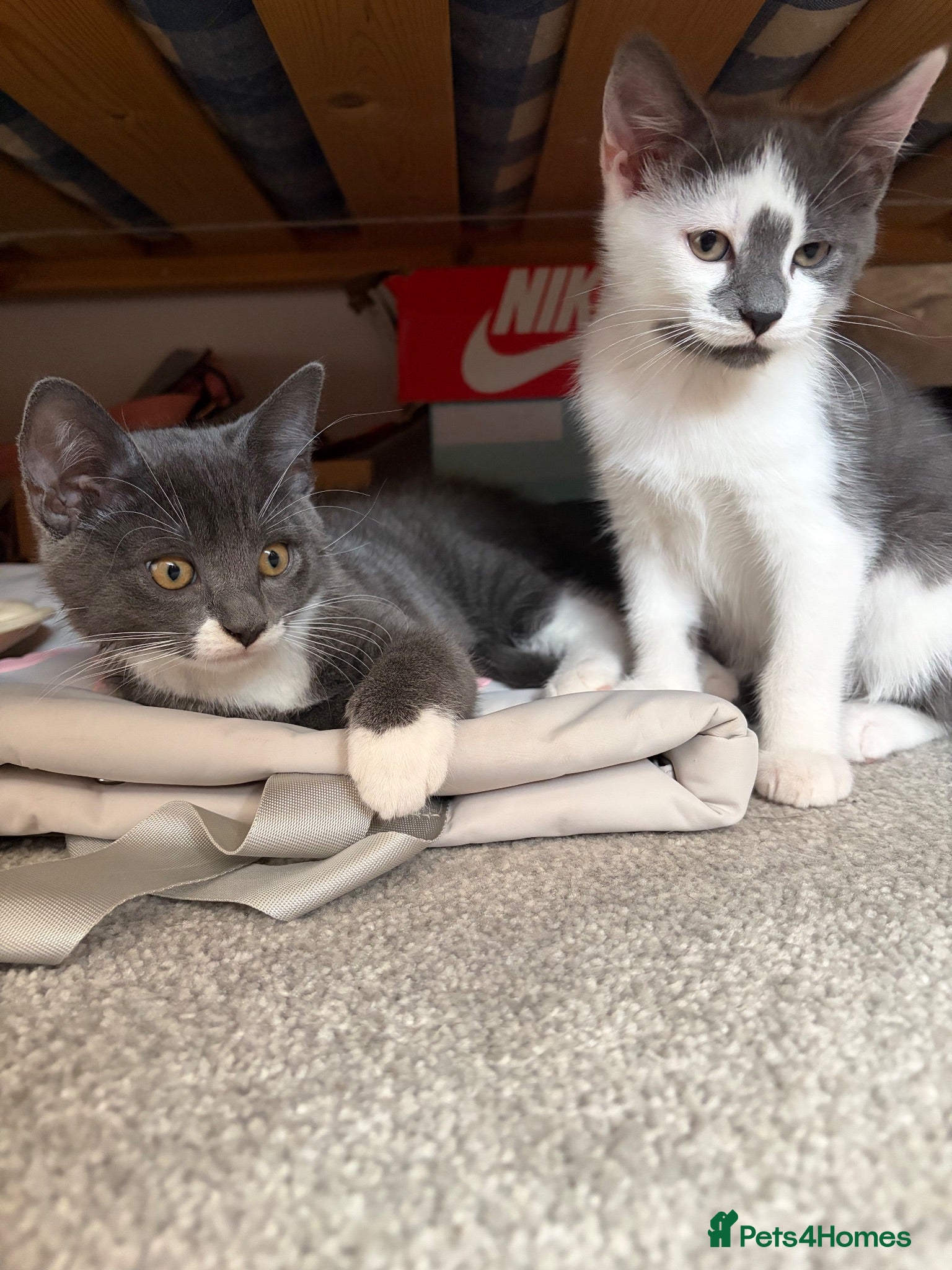 Mixed Breed cats 2 female kittens  - Advert 2