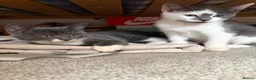 Mixed Breed cats for sale: 2 female kittens  - Advert 1