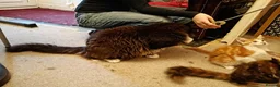 Maine Coon cats for sale: Stunning Maine Coon Kittens - Advert 6