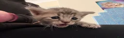 Mixed Breed cats for sale: Five beautiful kittens  - Advert 10