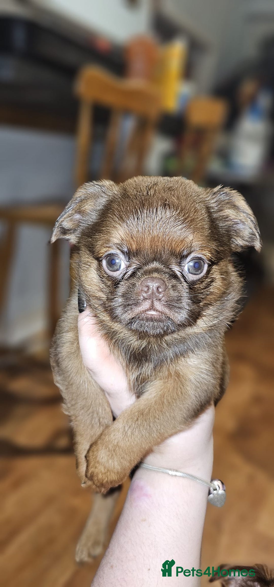 Griffon Bruxellois dogs for sale: Stunning Smooth Pedigree Griffons - Advert 3
