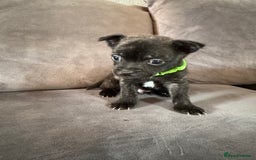 Mixed Breed dogs for sale: 5 x French Pomerdogs - Image 5