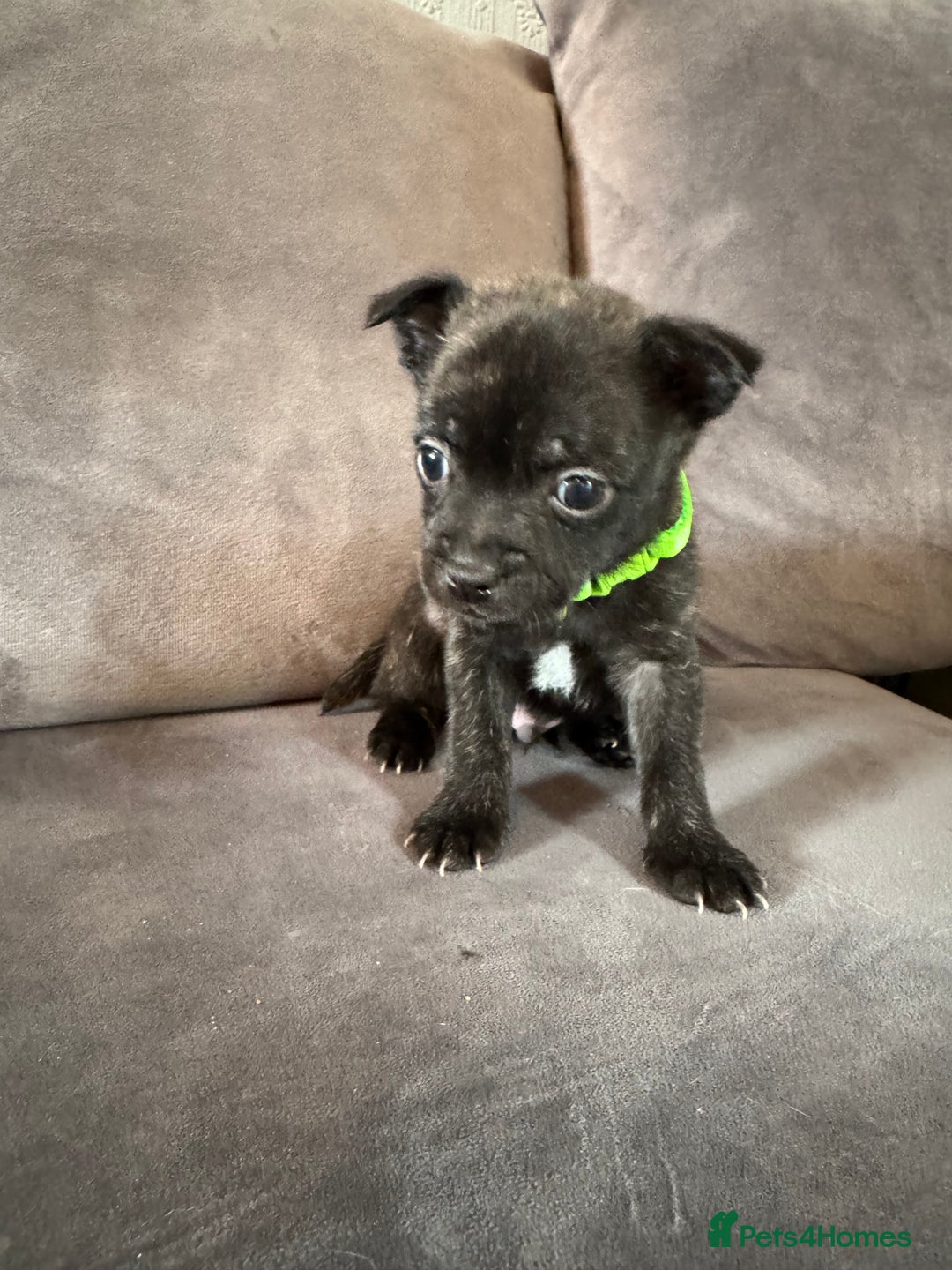 Mixed Breed dogs for sale: 5 x French Pomerdogs - Image 5