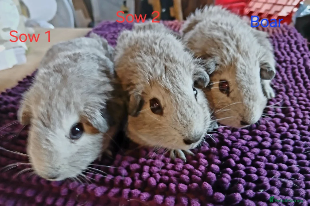 Guinea Pig rodents for sale: Silver and white Rex bred Boar and Sows - Advert 1