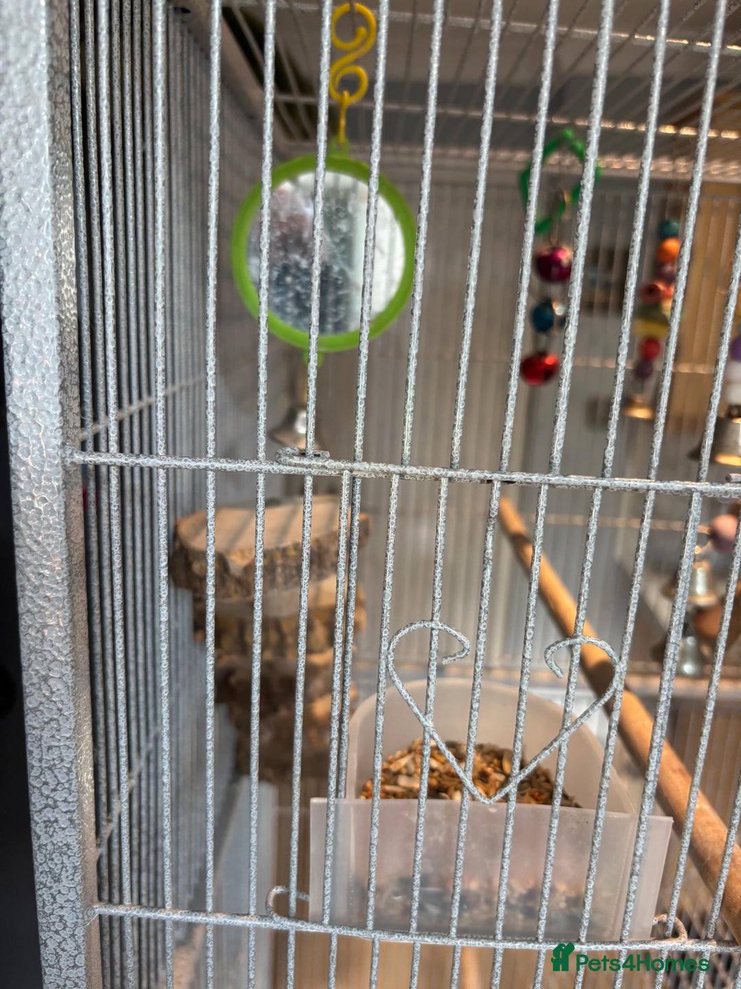 Cockatiels birds for sale: 2 x male cockatiels for sale - Advert 6