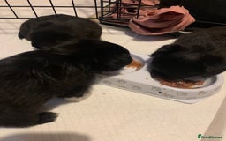 Mixed Breed dogs for sale: Pug cross shitzhu female puppies - Image 11