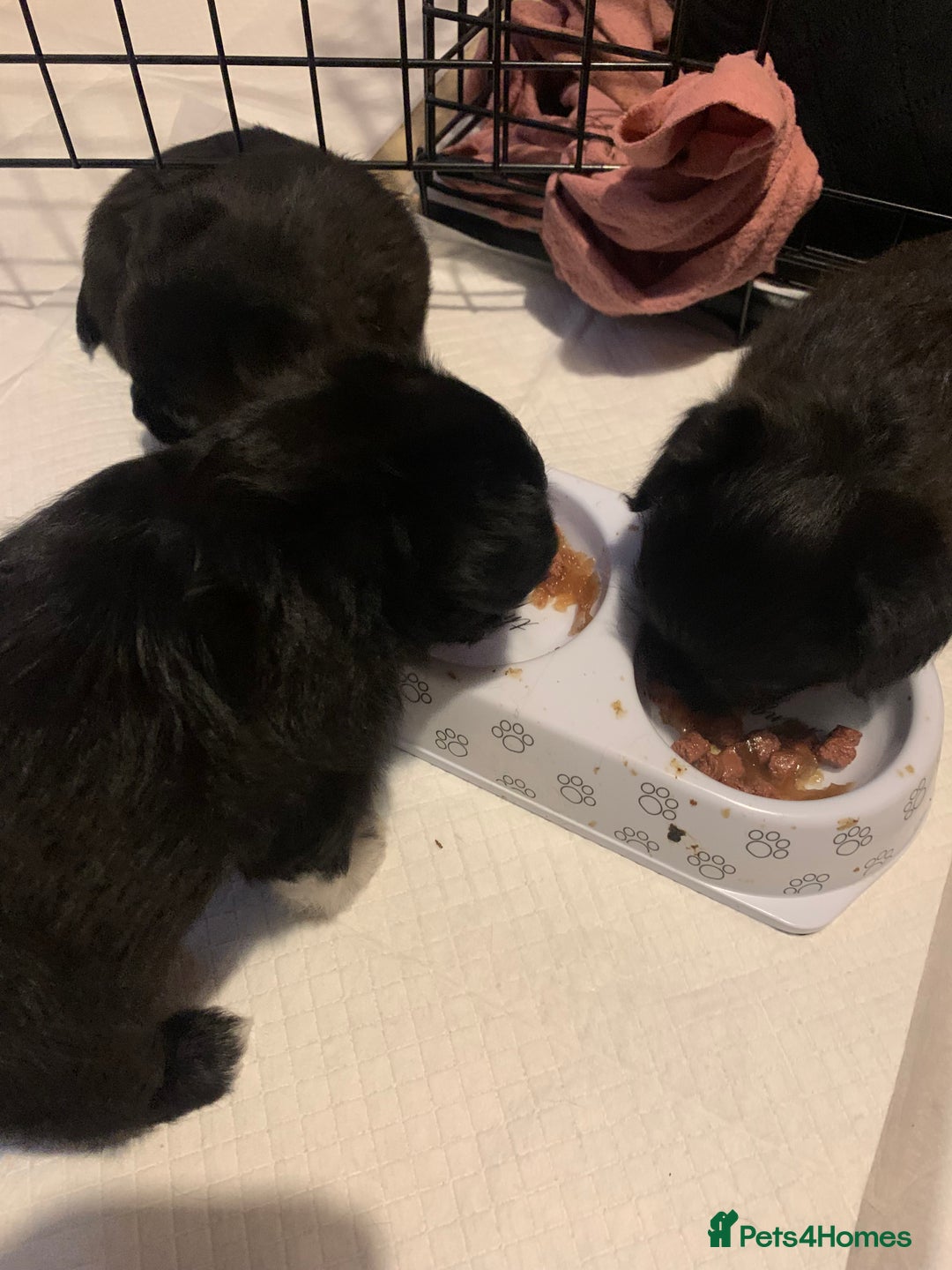 Mixed Breed dogs for sale: Pug cross shitzhu female puppies - Image 11