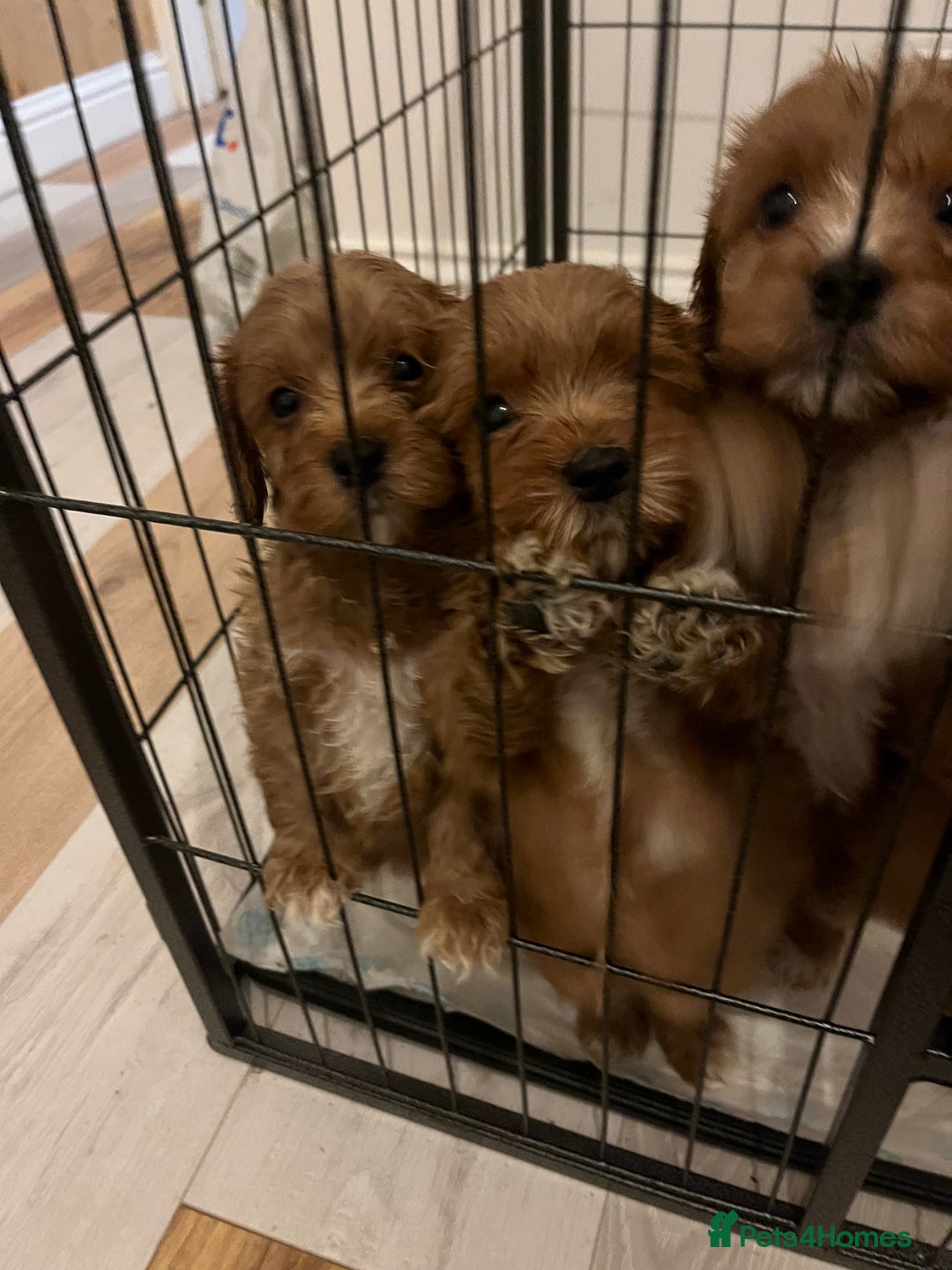 Mixed Breed dogs for sale: cavapoo pups - Image 4