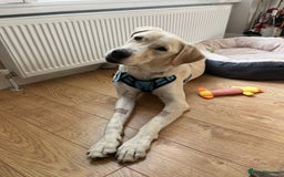 Labrador Retriever dogs for sale: Labrador Looking for His Forever Home - Image 1