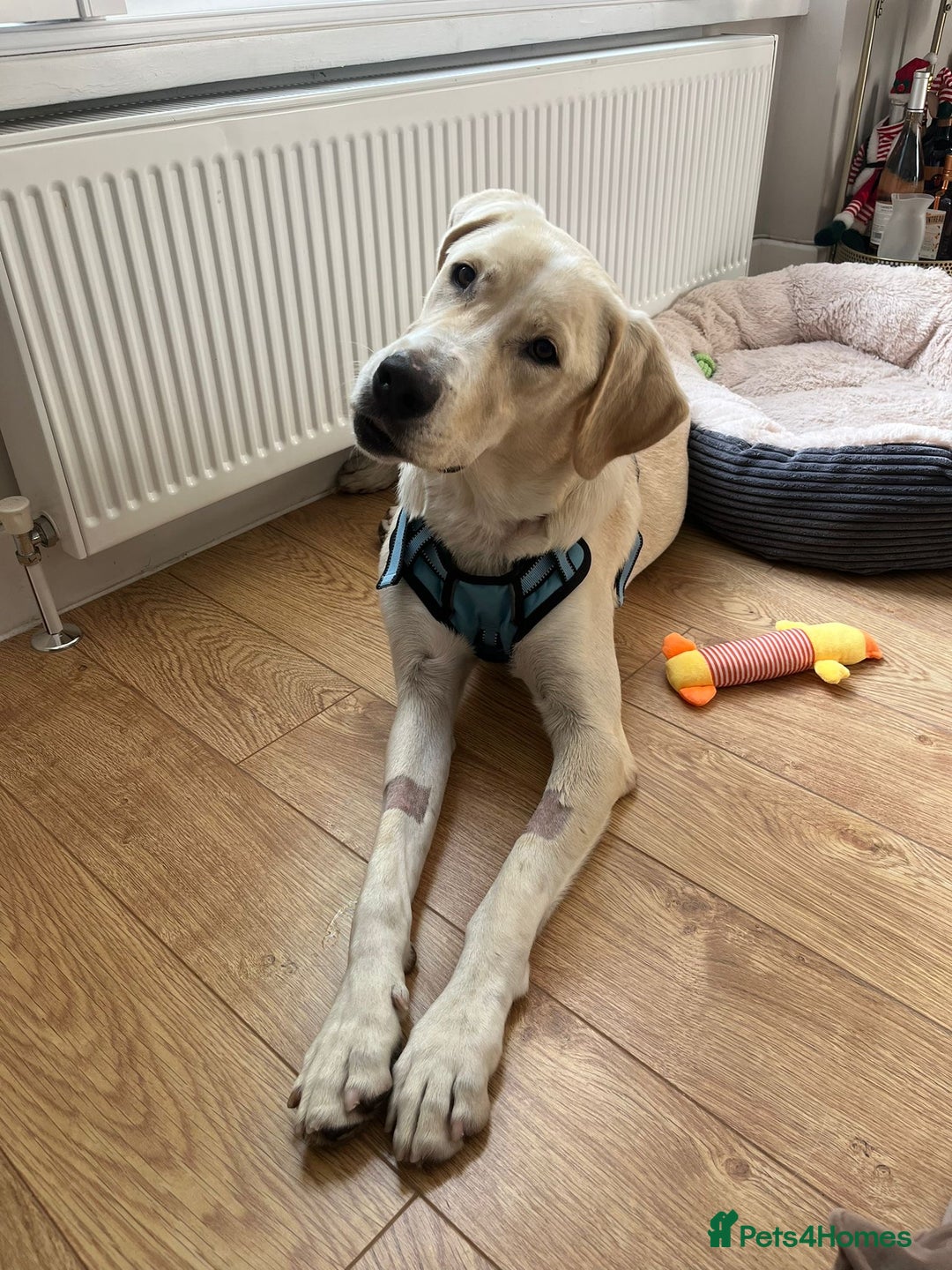 Labrador Retriever dogs for sale: Labrador Looking for His Forever Home - Image 1