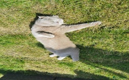 Scottish Fold cats for sale: 4 year old male Scottish fold  - Advert 3