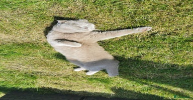 Scottish Fold cats 4 year old male Scottish fold  - Advert 1