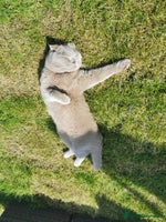 Scottish Fold cats 4 year old male Scottish fold - Advert 5