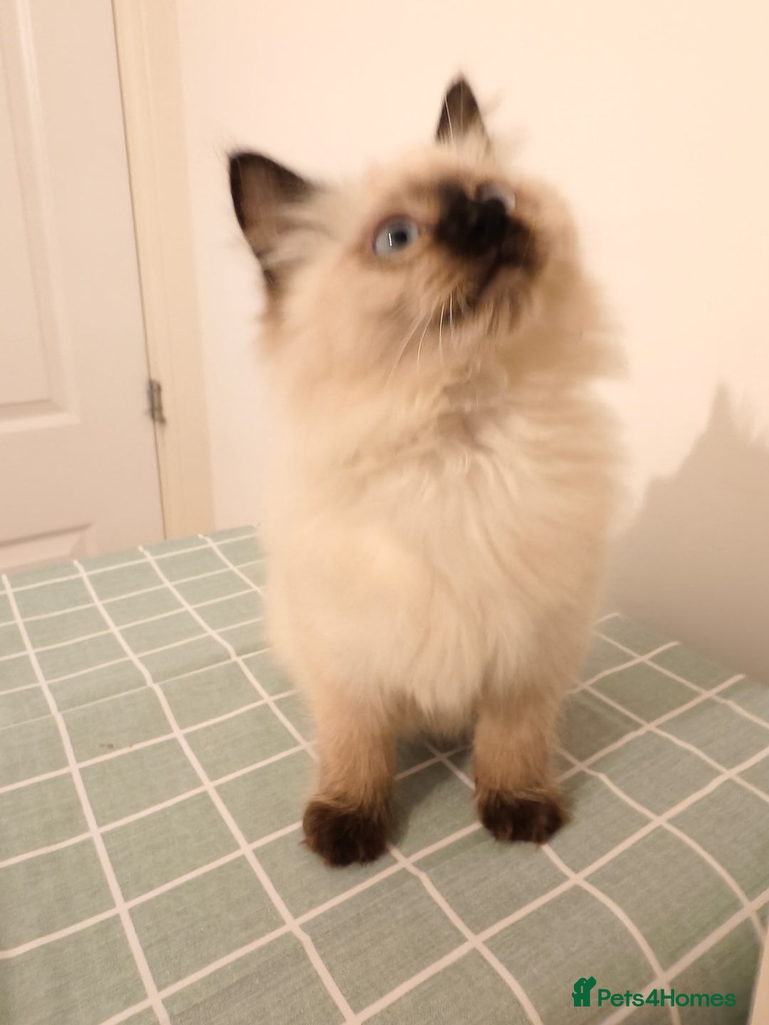 Ragdoll cats for sale: Beautiful Seal Point Ragdoll Kittens – for sale - Advert 24