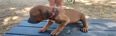 Rhodesian Ridgeback 10